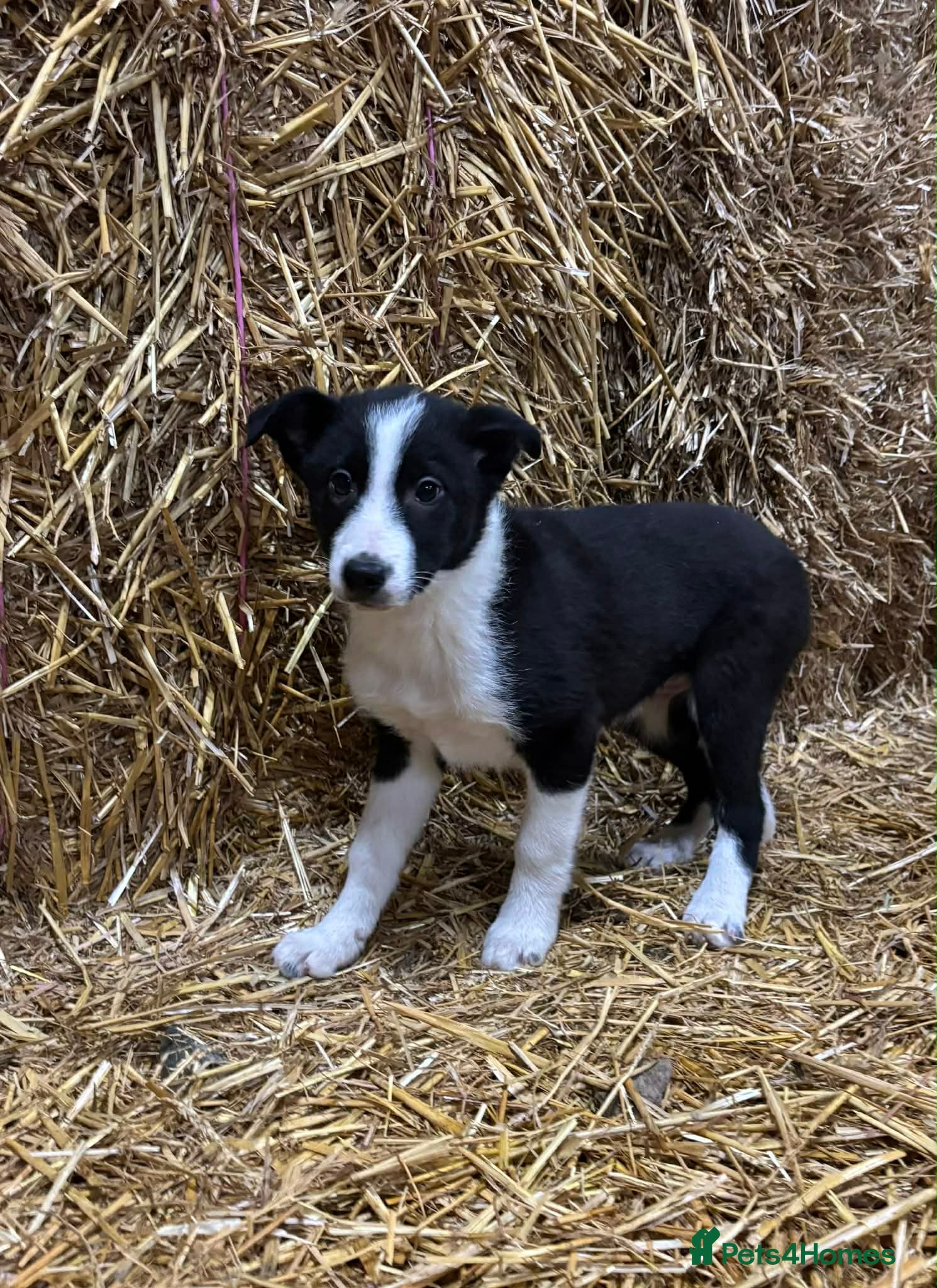 Border Collie dogs Collie Puppies  - Advert 12