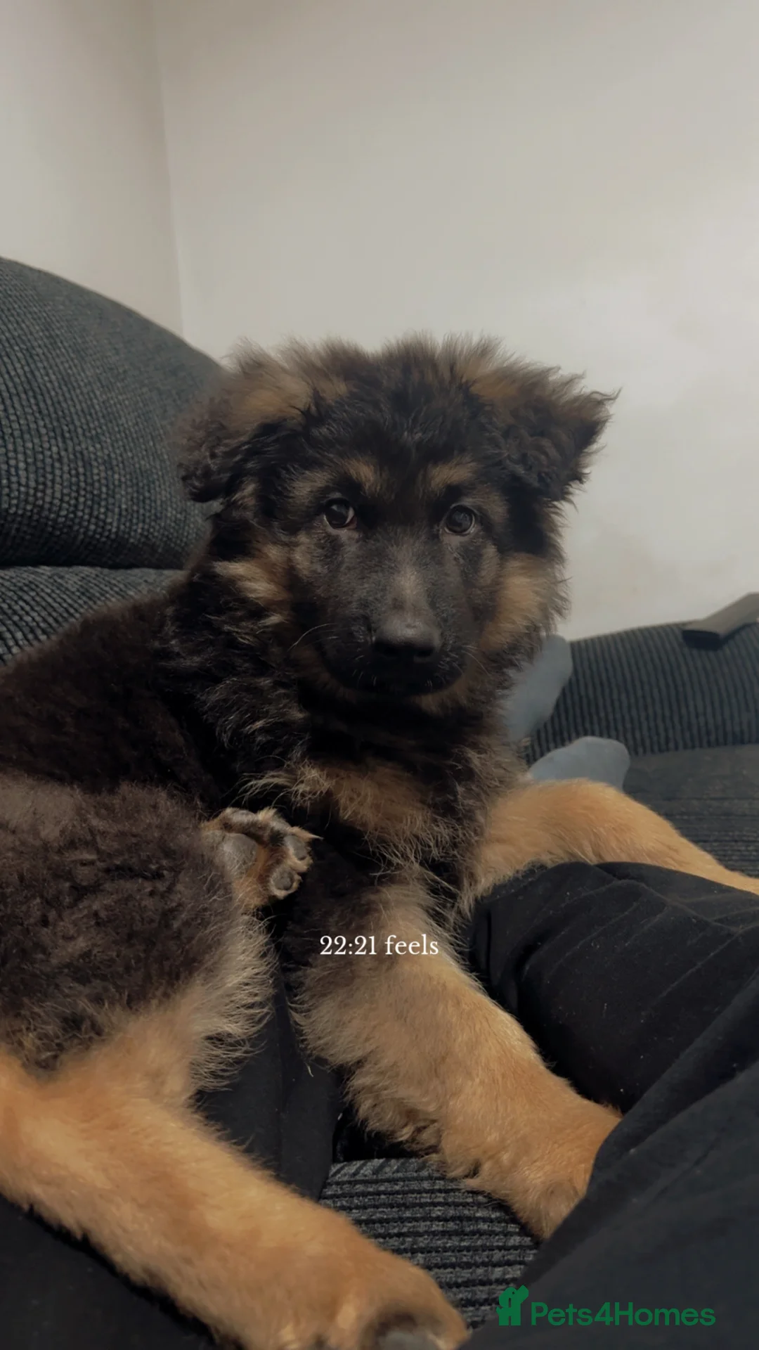 German Shepherd dogs for sale: rehoming my little Archie  in Derby - Advert 8