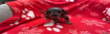 Miniature Dachshund 5