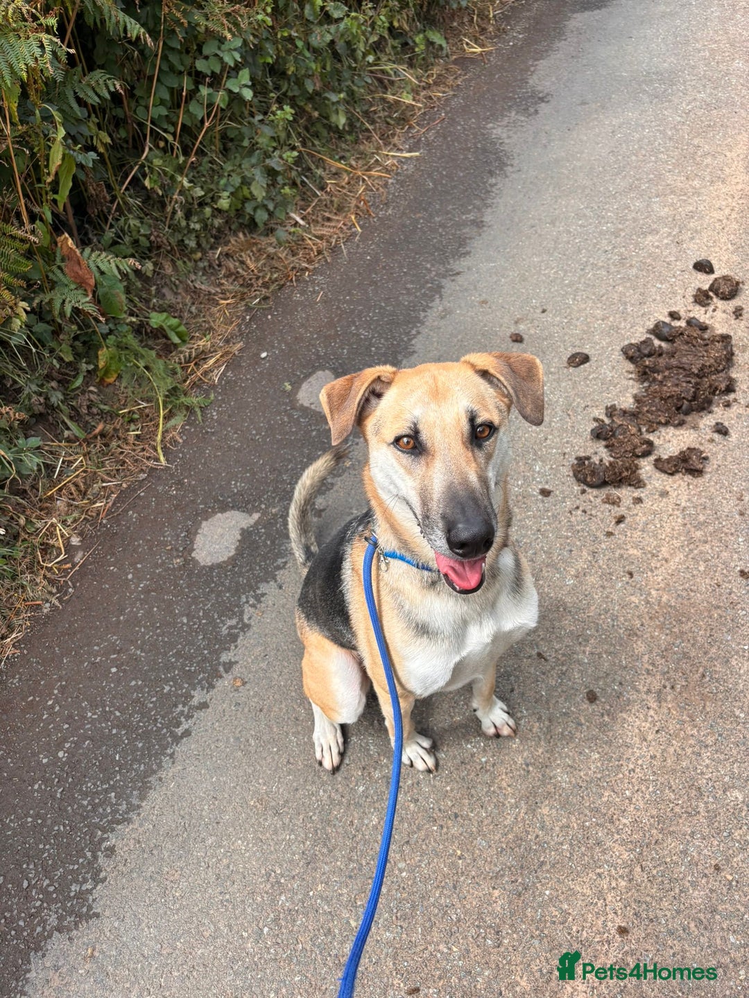 Mixed Breed dogs for adoption: JACK FOR ADOPTION OR FOSTER IN CORNWALL OR DEVON - Image 16