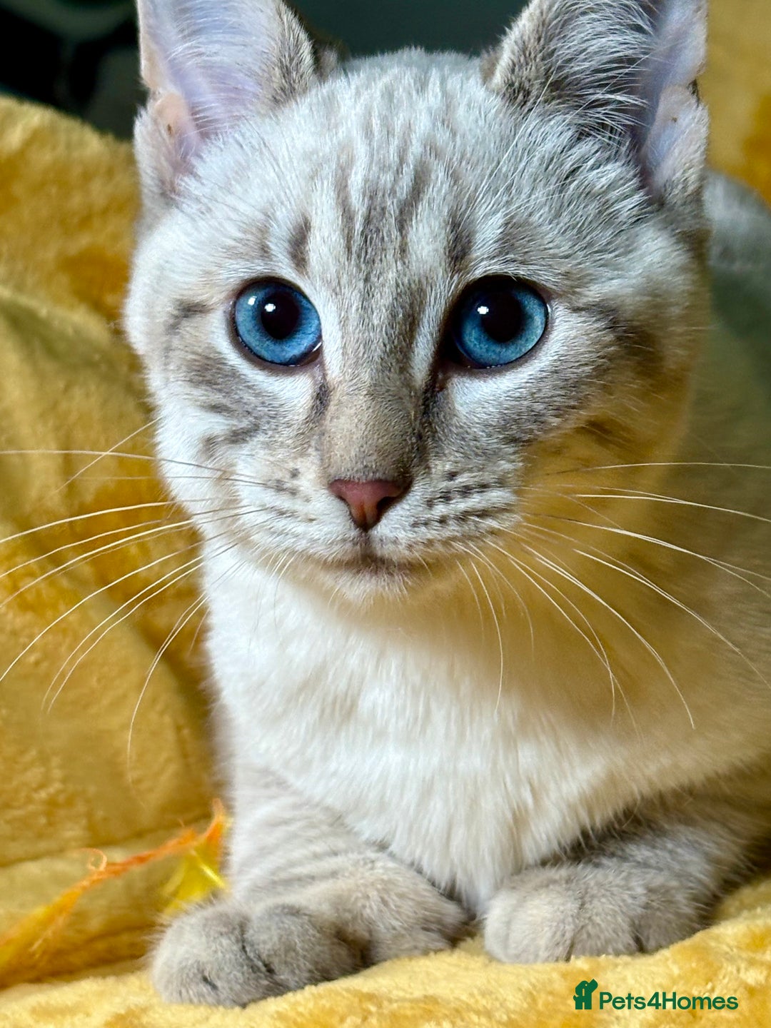 Bengal cats for sale: Breathtaking rare polydactyl snow leopard  - Advert 8