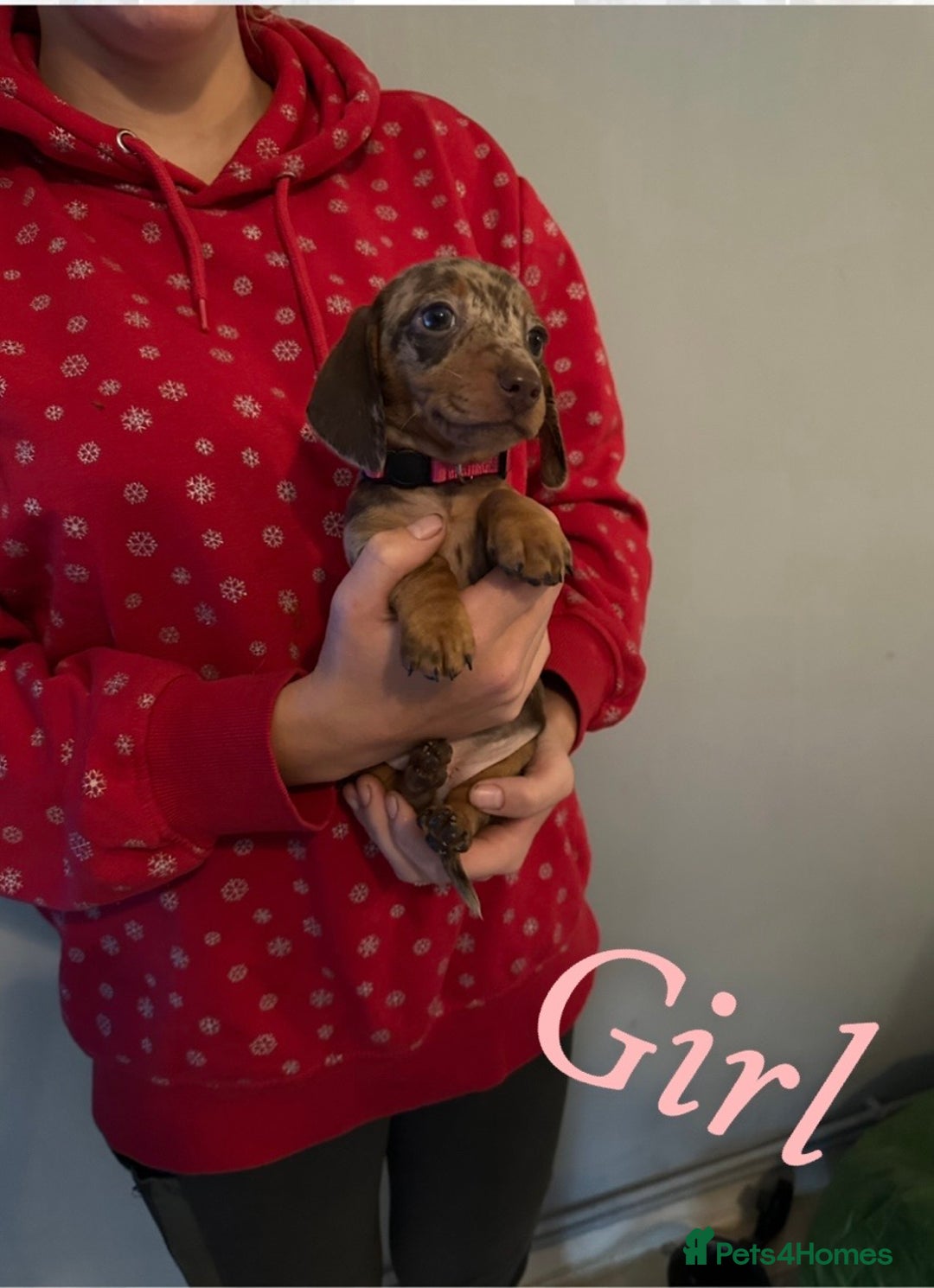 Miniature Dachshund dogs for sale: Miniature dutchound puppies  - Image 6