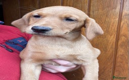 Labrador Retriever dogs for sale: Health Tested Working Labradors  - Image 22