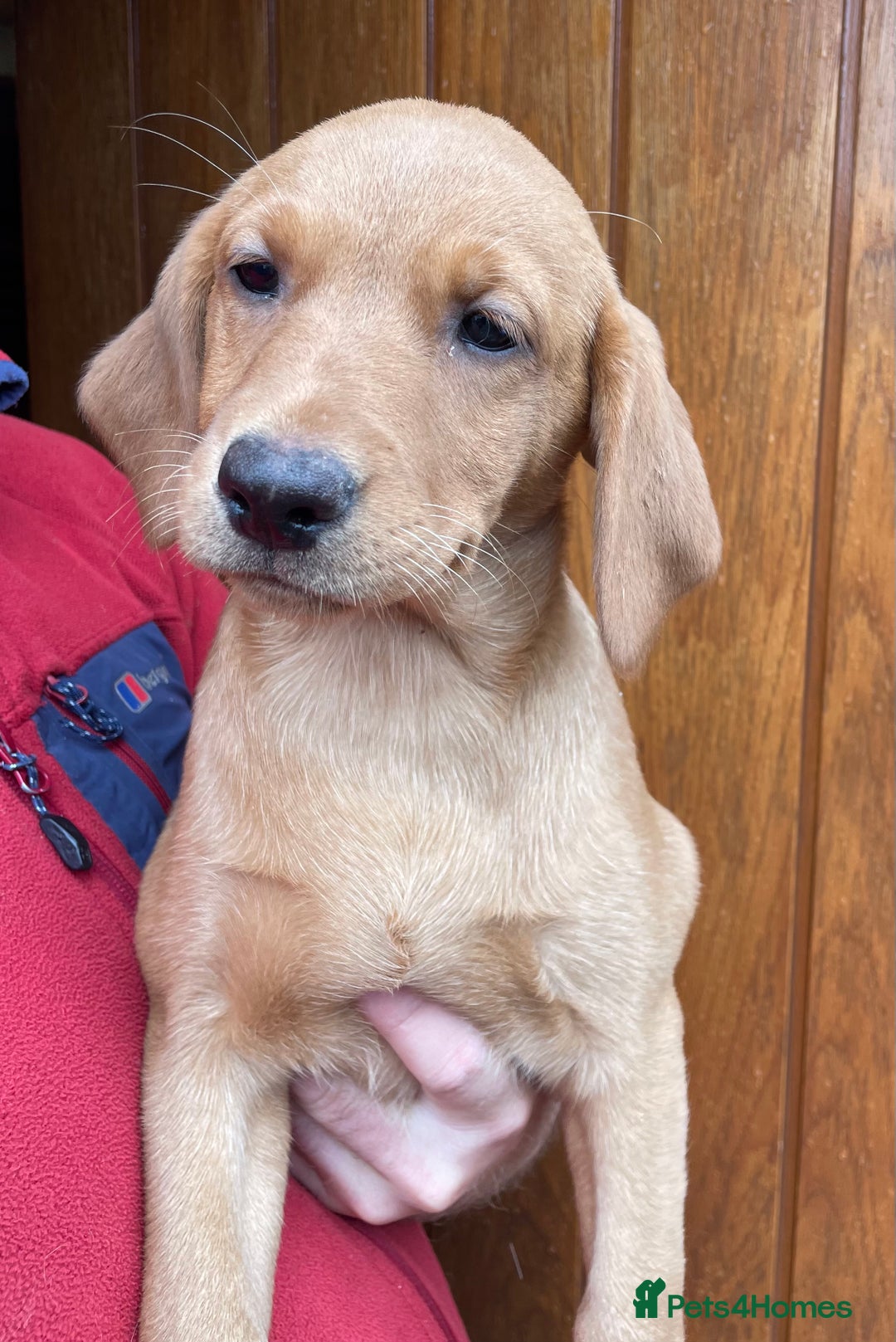 Labrador Retriever dogs for sale: Health Tested Working Labradors  - Image 22