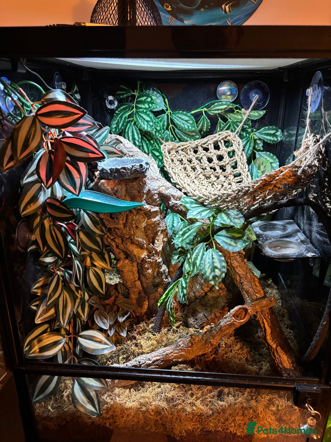 Gecko reptiles for sale: Male Mossy Gecko (Chahoua) - Advert 5