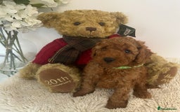 Cavapoo dogs for sale: outstanding Cavapoo’s, with heart tested parents - Advert 19