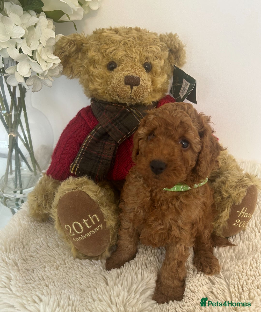 Cavapoo dogs for sale: outstanding Cavapoo’s, with heart tested parents - Advert 19