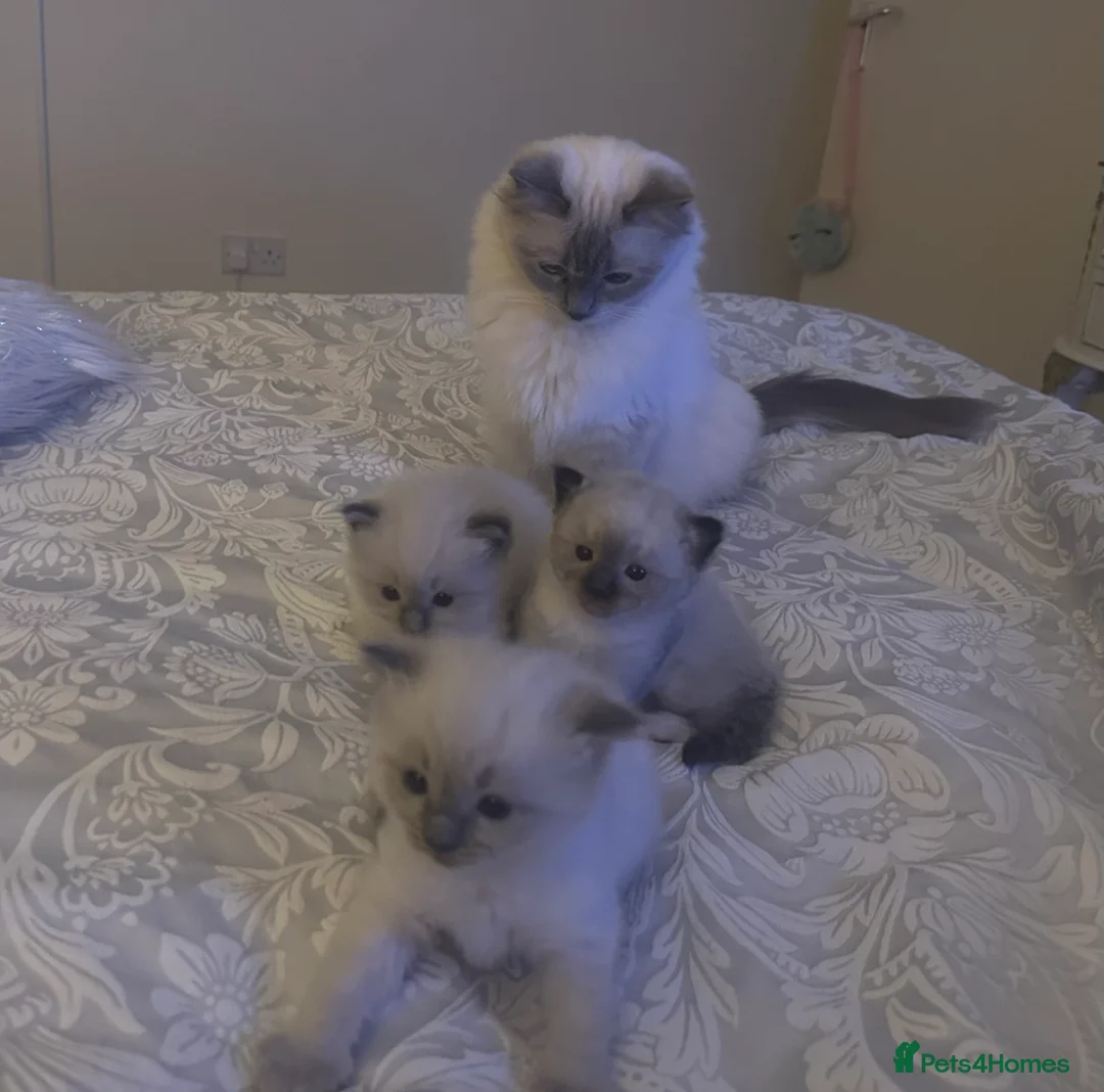 Ragdoll cats for sale: Ragdoll Kittens - Advert 2