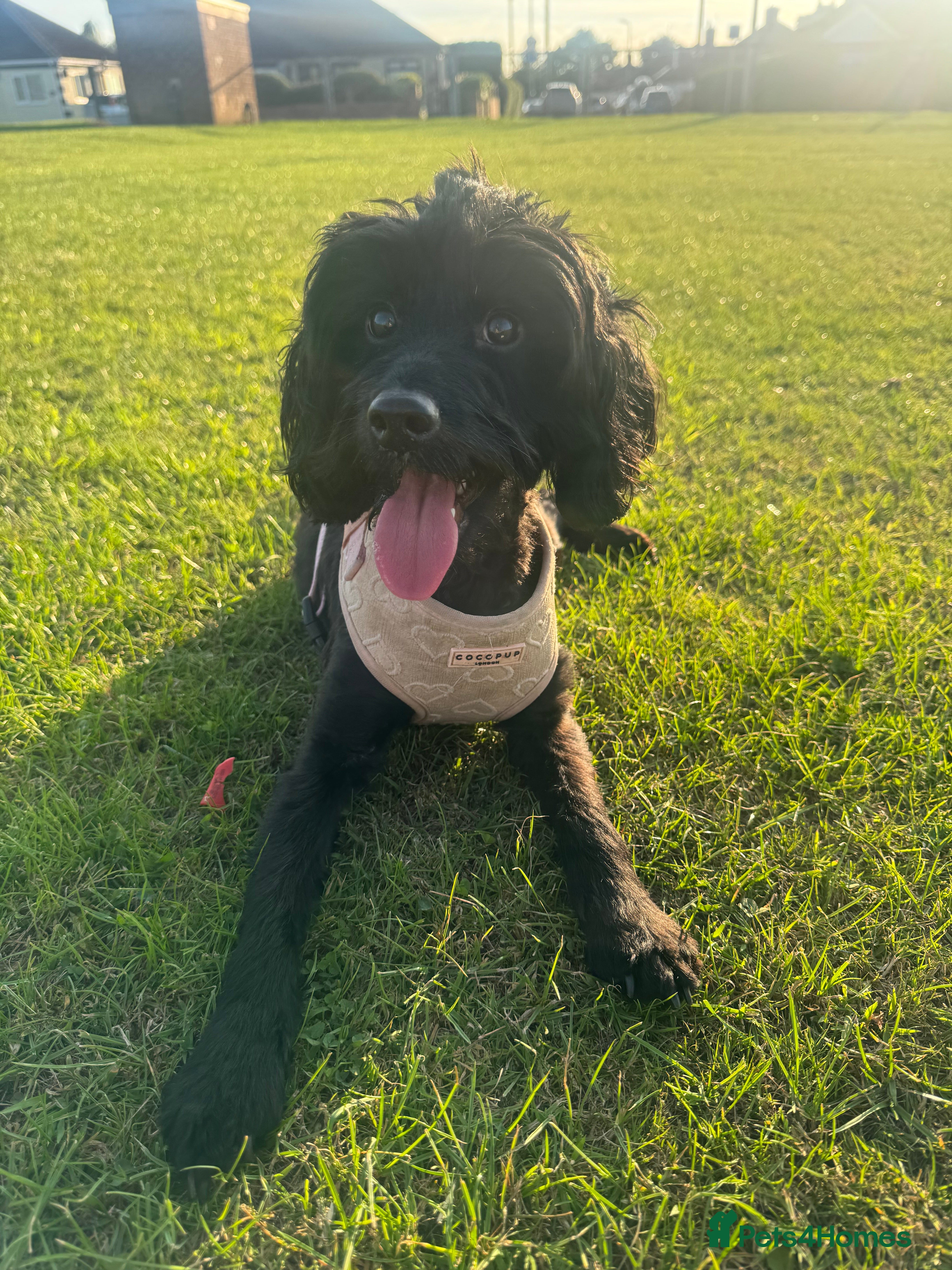 Cockapoo dogs Lily (Cockapoo) 1 year 3 months  - Advert 3