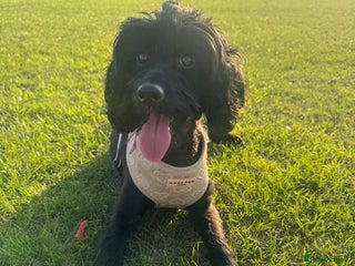 Cockapoo dogs Lily (Cockapoo) 1 year 3 months - Advert 11