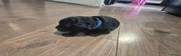 Cockapoo dogs for sale: Cockapoo puppies  - Advert 14