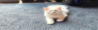 Ragdoll 3