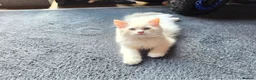 Ragdoll cats for sale: Amazing Ragdoll Babies  - Advert 21