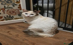 Maine Coon cats for sale: Mainecoon/ragdoll - Advert 1