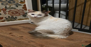 Maine Coon cats Mainecoon/ragdoll red and white girl left. - Advert 6