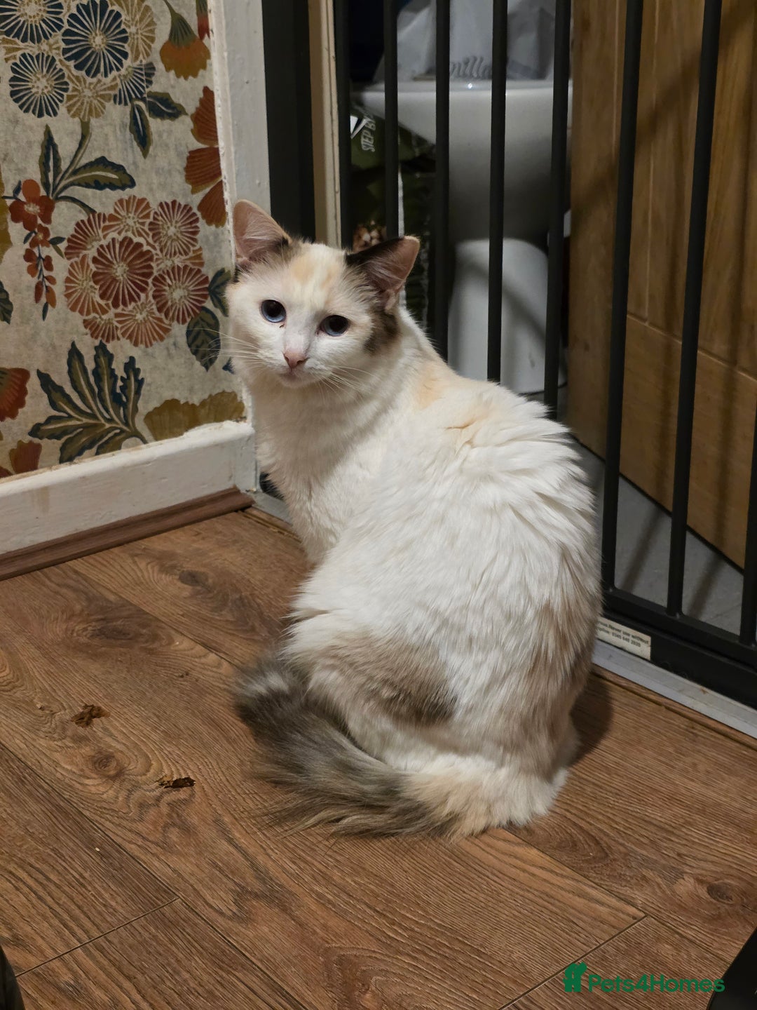 Maine Coon cats for sale: Mainecoon/ragdoll - Advert 1