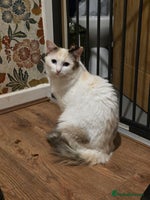 Maine Coon cats Mainecoon/ragdoll red and white girl left. - Advert 3