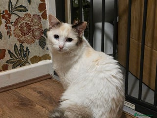 Maine Coon cats Mainecoon/ragdoll - Advert 6