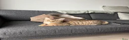Bengal cats for sale: Playful Bengal -Lululemon  - Advert 3