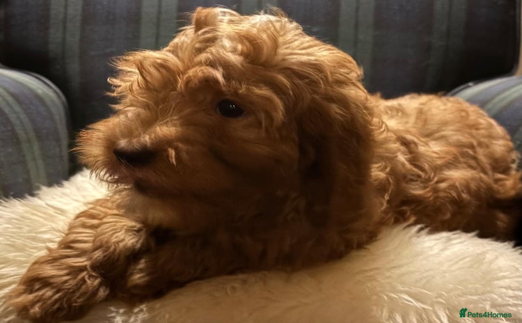 Cavapoo dogs Fabulous F1b Cavapoo litter - DNA clear - Advert 6
