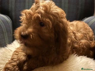 Cavapoo dogs Fabulous F1b Cavapoo litter - DNA clear - Advert 9
