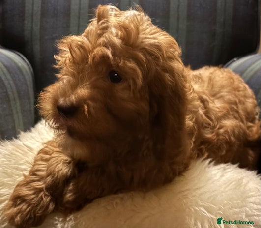 Cavapoo dogs Fabulous F1b Cavapoo litter - DNA clear - Advert 7