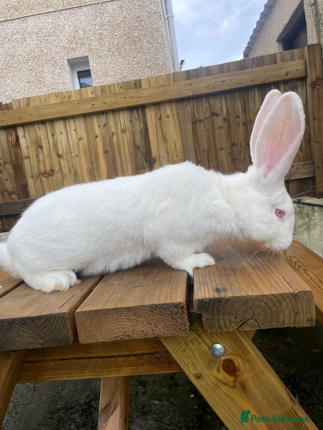 Continental Giant rabbits for sale: Various ages of continental giants - Advert 6