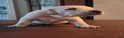Labrador Retriever dogs for sale: Labrador puppies - Advert 2