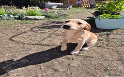 Labrador Retriever dogs for sale: Maggie RESERVED  - Image 1
