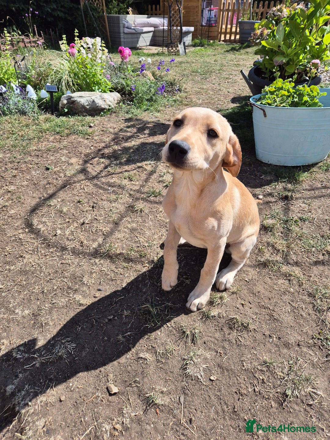 Labrador Retriever dogs for sale: Maggie RESERVED  - Image 1