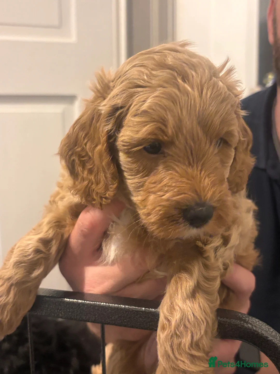 Cockapoo dogs for sale: Beautiful cockapoo puppies for sale  - Advert 11