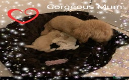 Maltipoo dogs for sale: Exceptional Genuine Maltipoo Puppies  - Advert 10