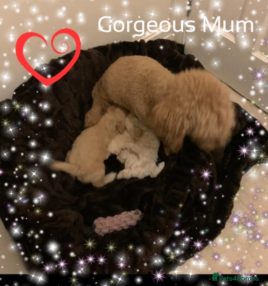 Maltipoo dogs for sale: Exceptional Genuine Maltipoo Puppies  - Advert 10