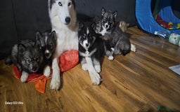 Siberian Husky dogs for sale: ready to go Wooly Siberian Husky - Image 19