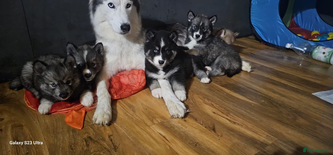 Siberian Husky dogs for sale: ready to go Wooly Siberian Husky - Image 19