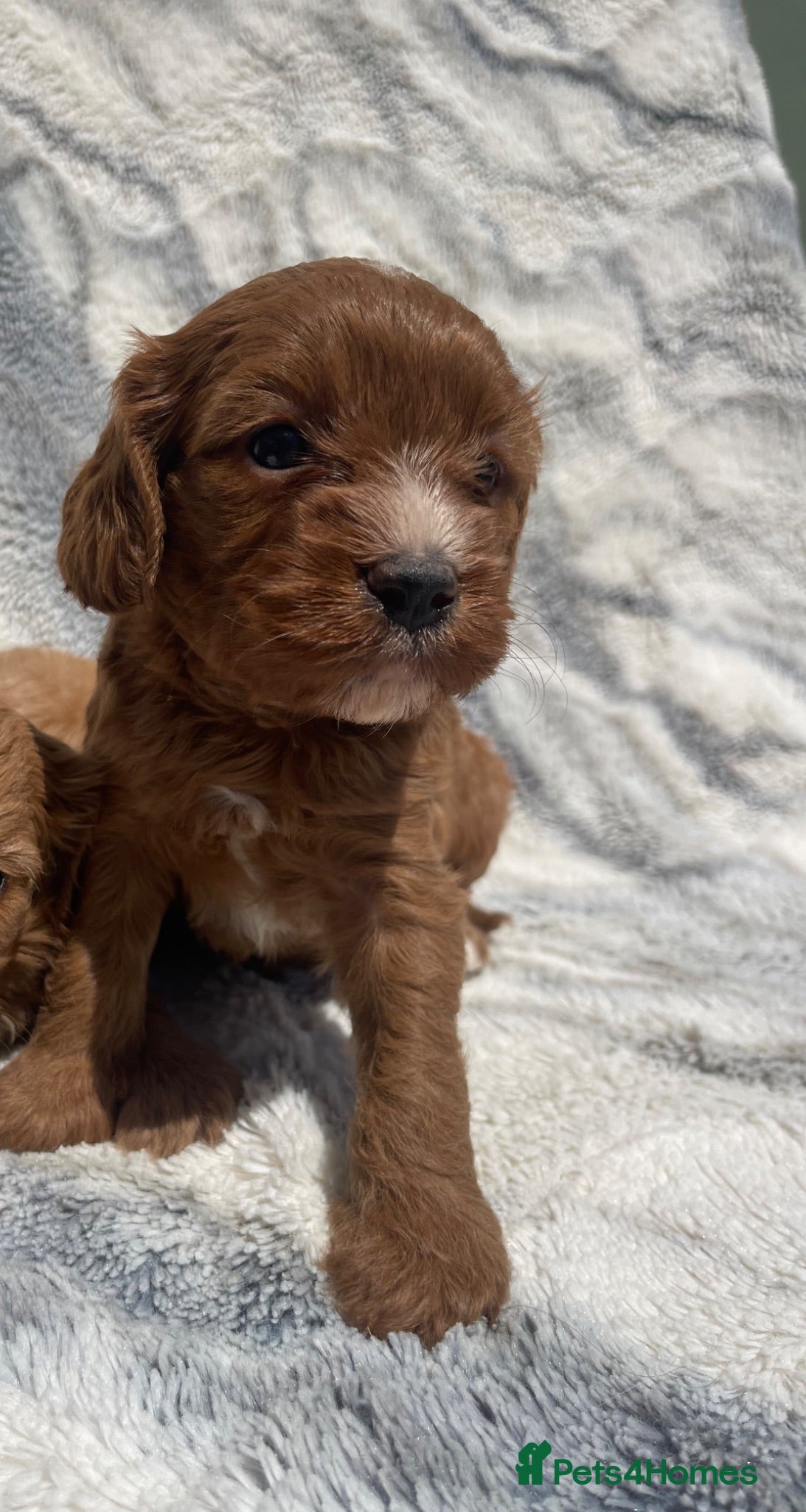 Cavapoo dogs STUNNING DNA TESTED TOY CAVAPOOS - Advert 2