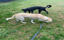 Mixed Breed dogs for adoption: Meet BLUE !  A Labrador-mix Boy for a Loving Home - Image 38