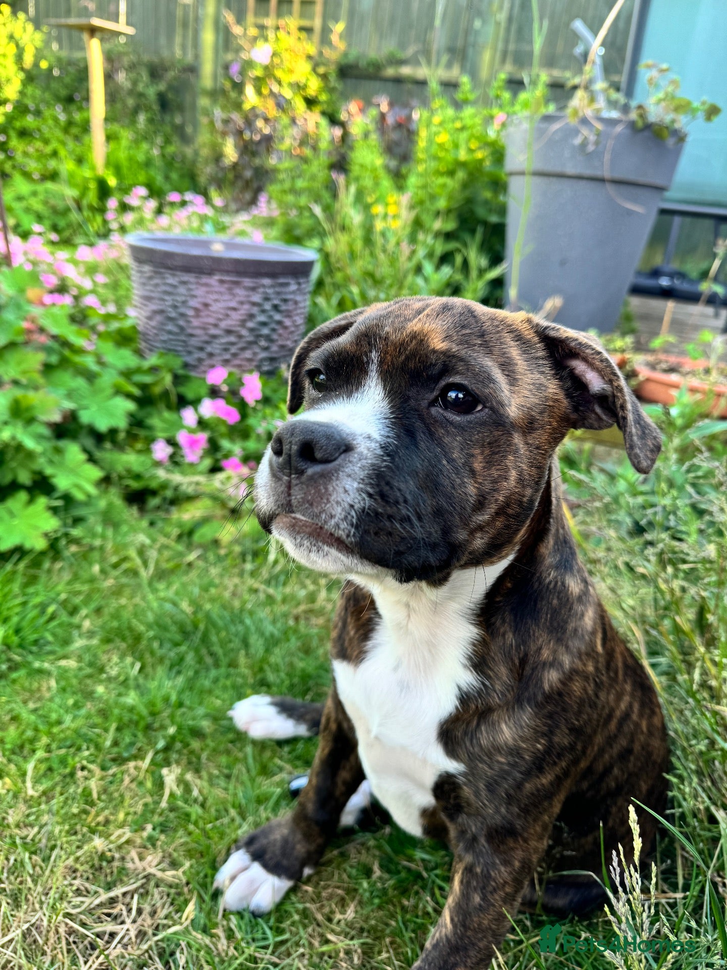 Mixed Breed dogs Beautiful Ozzy looking for his forever home - Advert 2