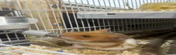 Hamster rodents for sale: 🐹 Male Syrian Hamster + Full Large Habitat 4 cage in Birmingham - Advert 3