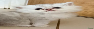 Persian 4