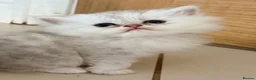 Persian cats for sale: Healthy dollface luxurious chinchilla Persians  - Advert 6