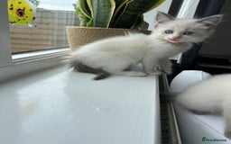 Ragdoll cats for sale: GCCF Registered Ragdoll Kittens Available! 🐾 in Taunton - Image 23