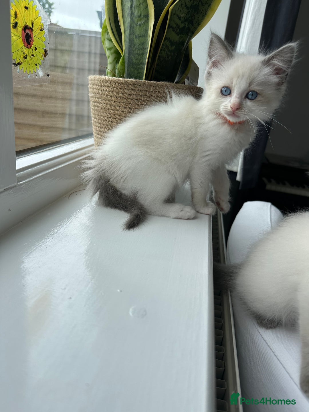 Ragdoll cats for sale: GCCF Registered Ragdoll Kittens Available! 🐾 in Taunton - Image 23
