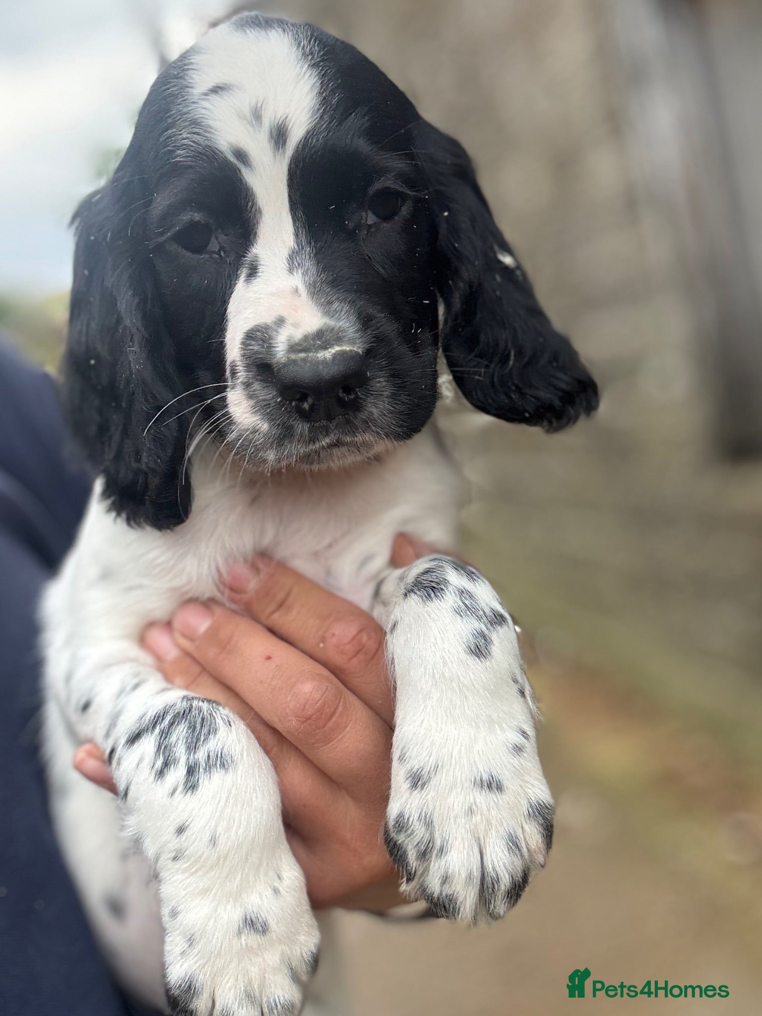 English Springer Spaniel dogs Superb Springer Spaniel puppies  - Advert 1