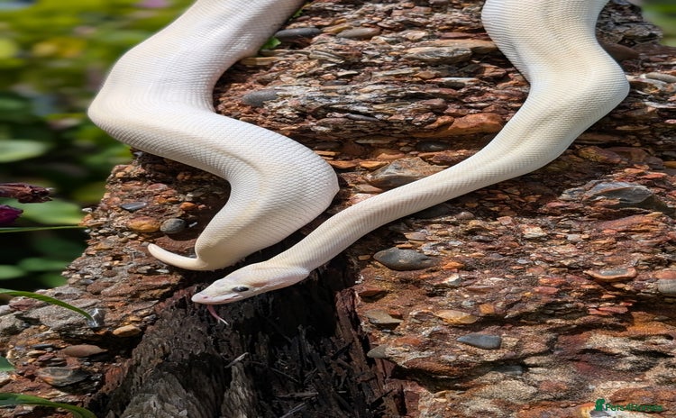 Python Snake reptiles - Advert 1