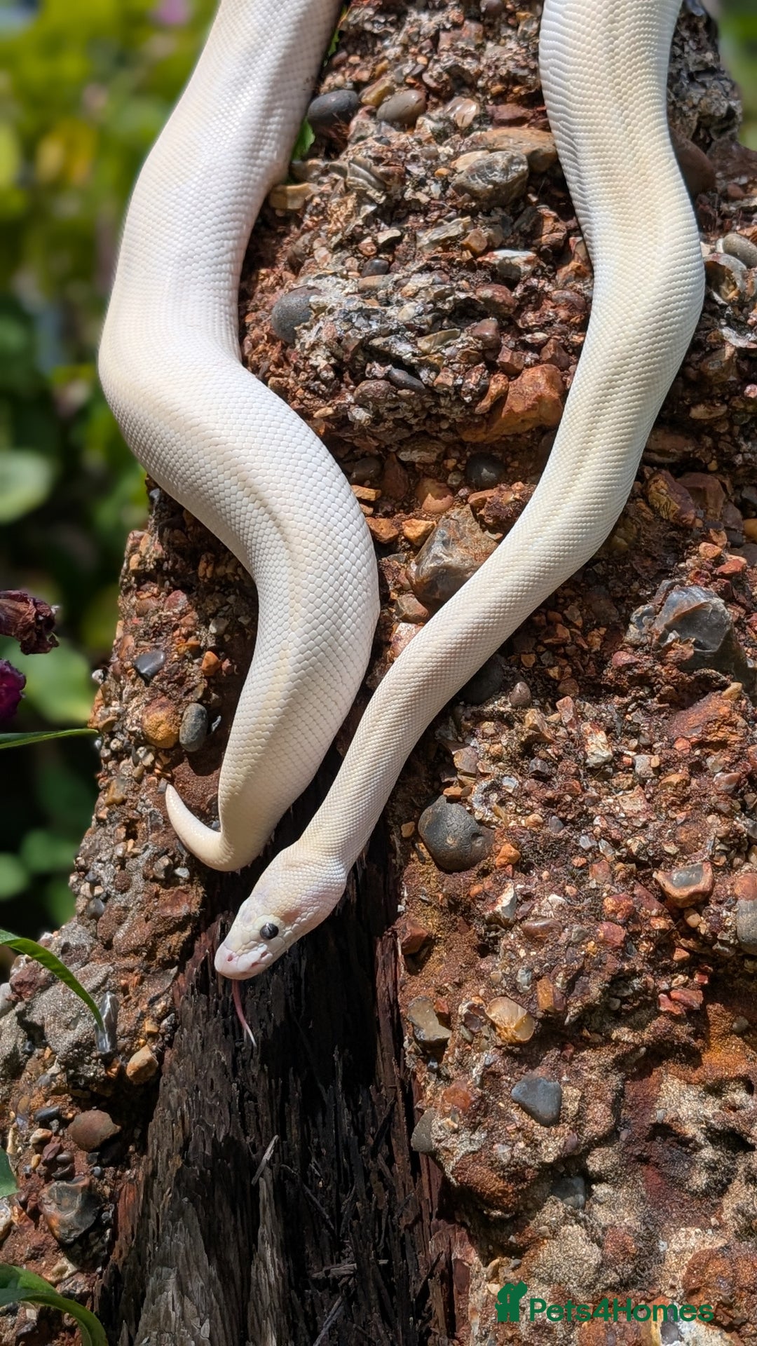 Python Snake reptiles for sale: Blue-Eyed lucistic royal python - Image 1