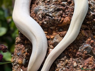 Python Snake reptiles - Advert 4