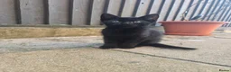 Domestic Shorthair cats for sale: Kittens - Advert 3