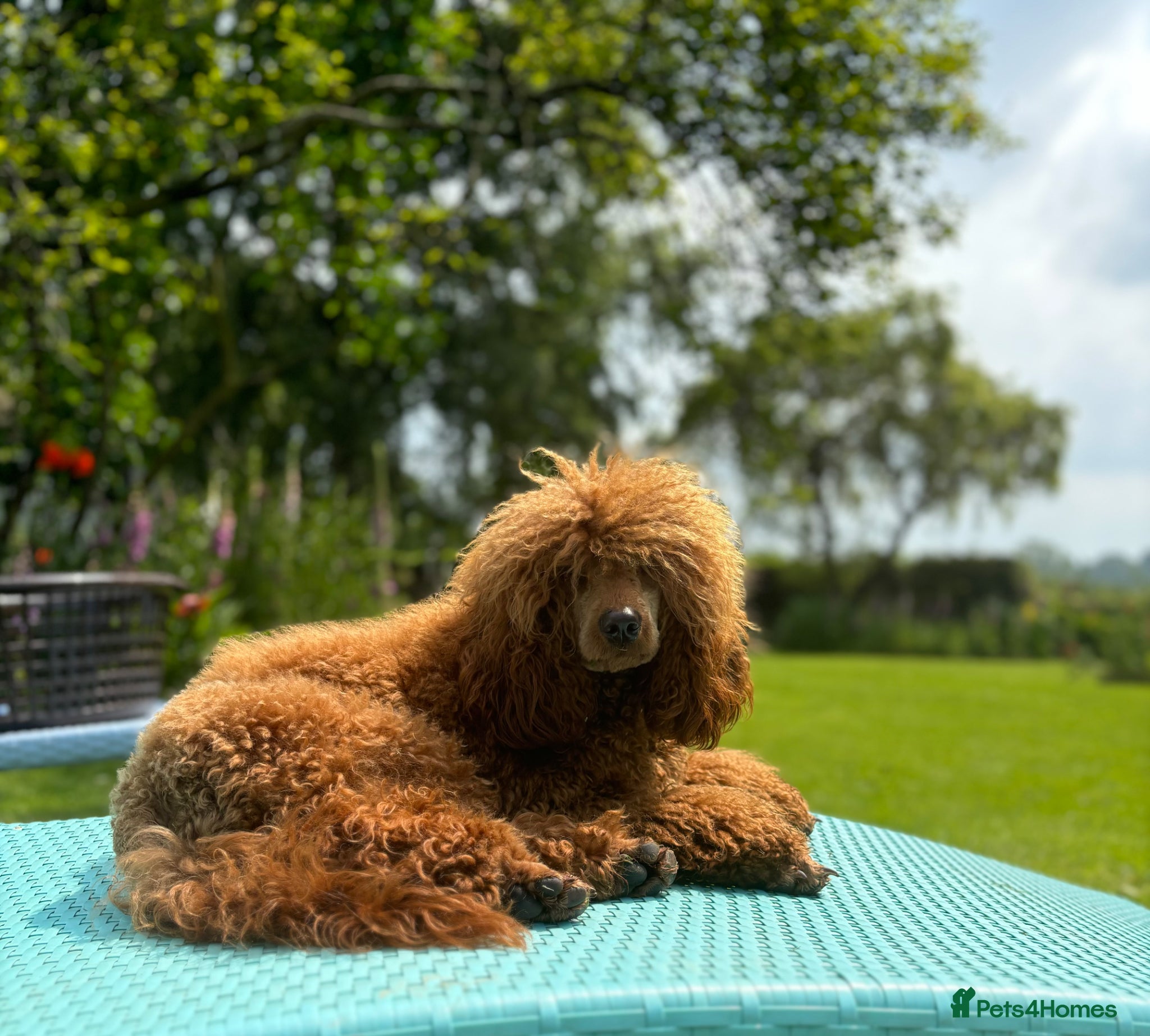 Mini Goldendoodle dogs for sale: F1 Medium sized Goldendoodles  - Advert 7