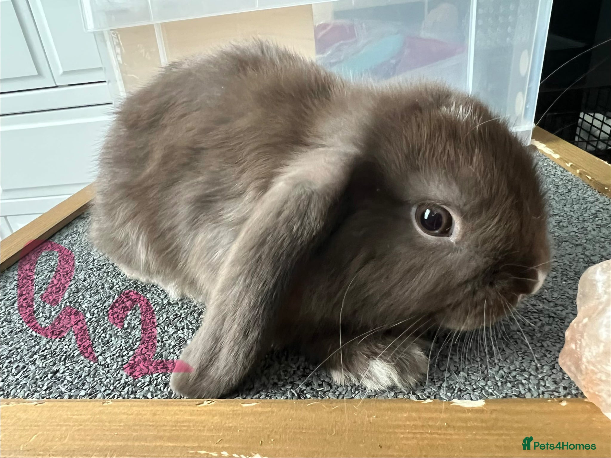 Mini Lop rabbits LAST Little Girl - Lop Baby Bunny 🐰 - Advert 1